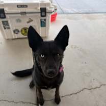 Thumbnail photo of Echo #1