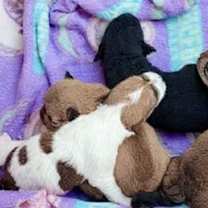 Thumbnail photo of Adorable Gina's-Gigio puppies #2