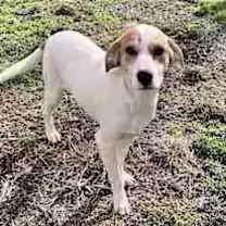 Thumbnail photo of Lyra #3