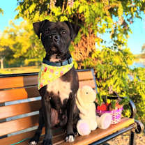 Thumbnail photo of Rex #1