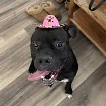 Thumbnail photo of Rex #2