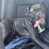 Thumbnail photo of Rex #3