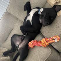 Thumbnail photo of Rex #4