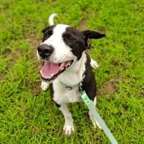 Thumbnail photo of Pongo #1