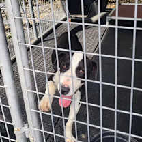 Thumbnail photo of Pongo #3