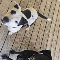 Thumbnail photo of Ruby #4