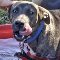 Thumbnail photo of Beignet #3