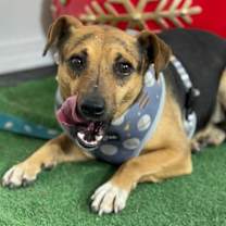 Thumbnail photo of Travis #3