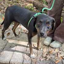 Thumbnail photo of Wasabi #4