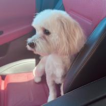 Thumbnail photo of Ace #1