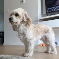 Thumbnail photo of Ace #2