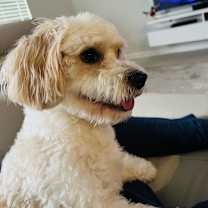 Thumbnail photo of Ace #4