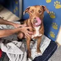 Thumbnail photo of Caine #4