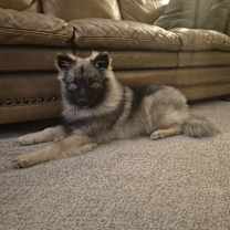 Thumbnail photo of Remy #1