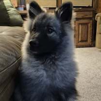 Thumbnail photo of Remy #2