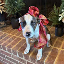 Thumbnail photo of Maggie #3