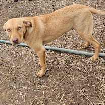 Thumbnail photo of Woody #1