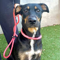 Thumbnail photo of Dursilla  #3