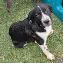 Thumbnail photo of Lucy The Dog #1