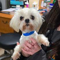 Thumbnail photo of Rocky 16B- 14716 *My Adoption is Pending!* #1