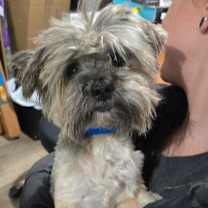 Thumbnail photo of Simon 25B- 14725 *My Adoption is Pending!* #1