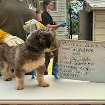 Thumbnail photo of Leo 28B- 14728 #2