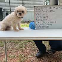 Thumbnail photo of Rocky 16B- 14716 *My Adoption is Pending!* #2