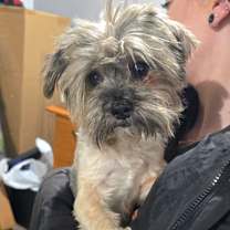 Thumbnail photo of Simon 25B- 14725 *My Adoption is Pending!* #3