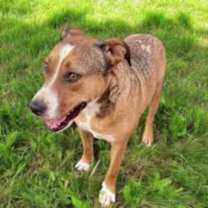 Thumbnail photo of Whiskey SOS>2 yr in rescue! #2