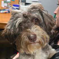 Thumbnail photo of Leo 28B- 14728 #4