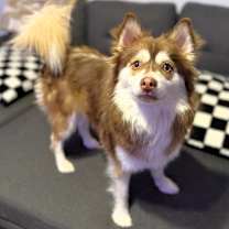 Thumbnail photo of Fifi #1