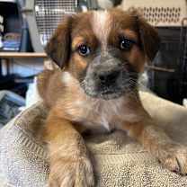 Thumbnail photo of Abby Saja #2