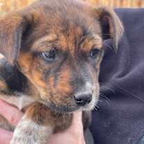 Thumbnail photo of Zoey #3