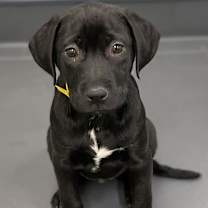 Thumbnail photo of Warrior #1