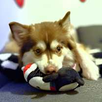 Thumbnail photo of Fifi #4