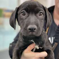 Thumbnail photo of Warrior #2