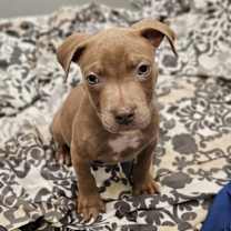 Thumbnail photo of COOPER #2