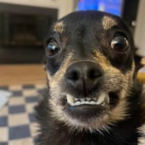 Thumbnail photo of Benji #2