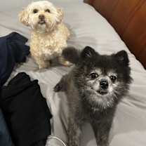 Thumbnail photo of Kong #1