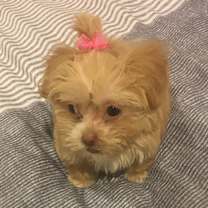 Thumbnail photo of Kong #3