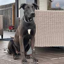 Thumbnail photo of Cocoa #1