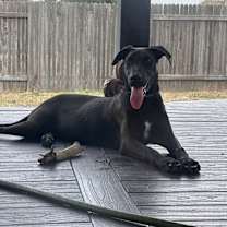 Thumbnail photo of Cocoa #2