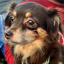 Thumbnail photo of Pancha #1