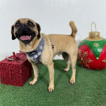 Thumbnail photo of Rocky #2