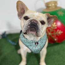 Thumbnail photo of Babbo #2