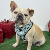 Thumbnail photo of Babbo #3