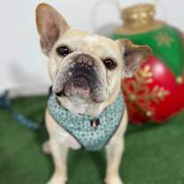 Thumbnail photo of Babbo #4