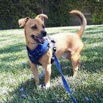 Thumbnail photo of Milo #1