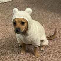 Thumbnail photo of Milo #2