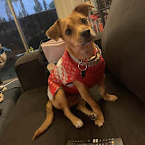 Thumbnail photo of Milo #3